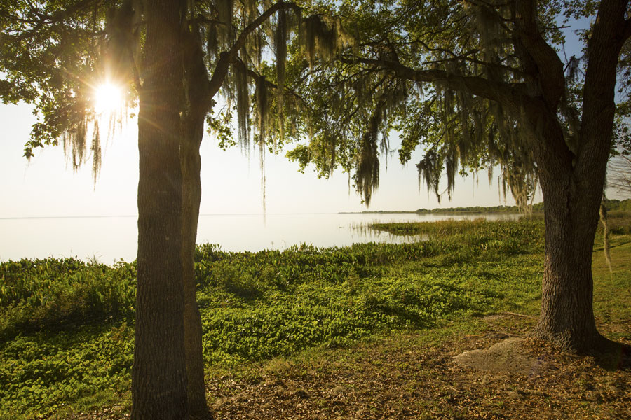 The sun shining through moss draped branches on the shore of Lake Apopka in Magnolia Park managed by the Orange County Parks and Recreation. 