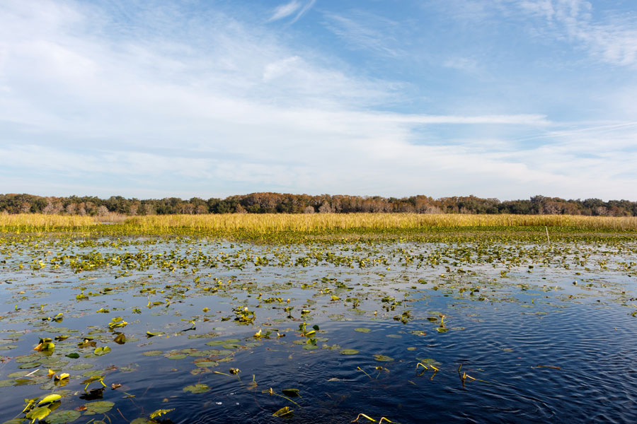 Field of lily pads on the calm, blue water of Lake Tohopekaliga, or Lake Toho for short, a popular large mouth bass fishing destination. Photo credit ShutterStock.com, licensed.
