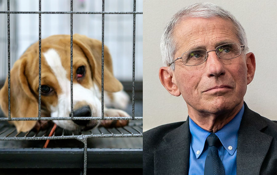 Lawmakers Demand Answers From Fauci After Allegations Of Cruel Puppy Experiments Surface; PETA Seeks Resignations