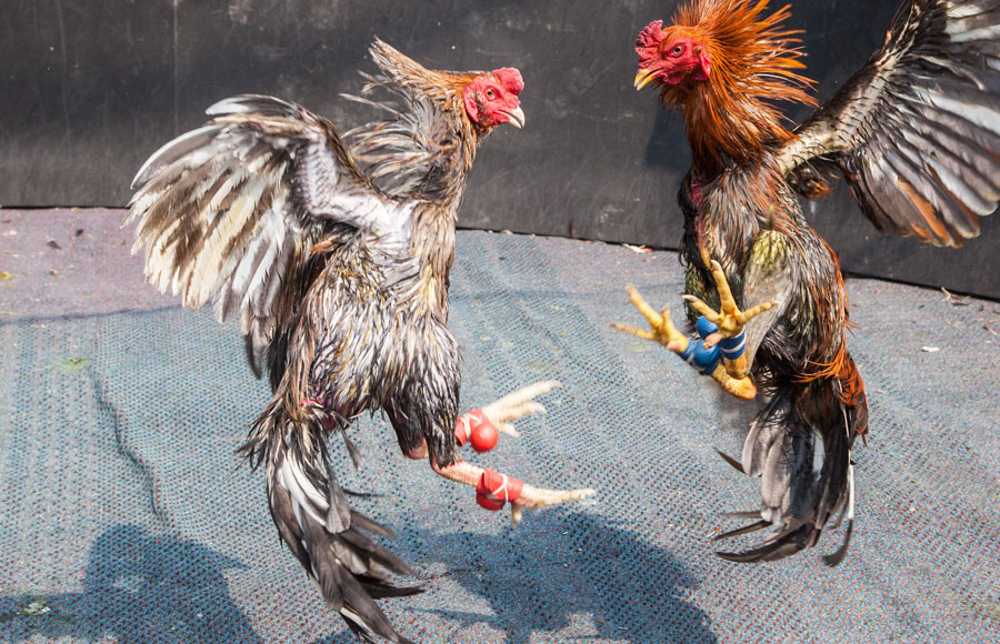 illegal cockfighting operation