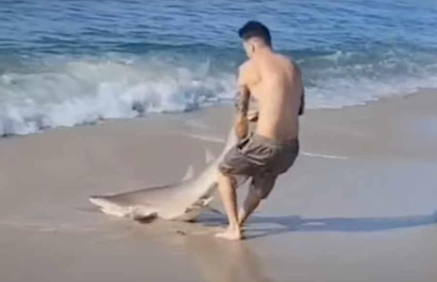 Video of Man Wrestling with Shark on Long Island, NY Beach Goes Viral