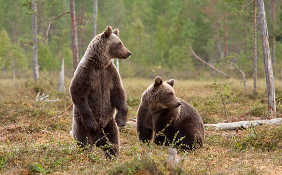 florida-lawmakers-pass-contentious-measure-allowing-citizens-to-hunt-bears